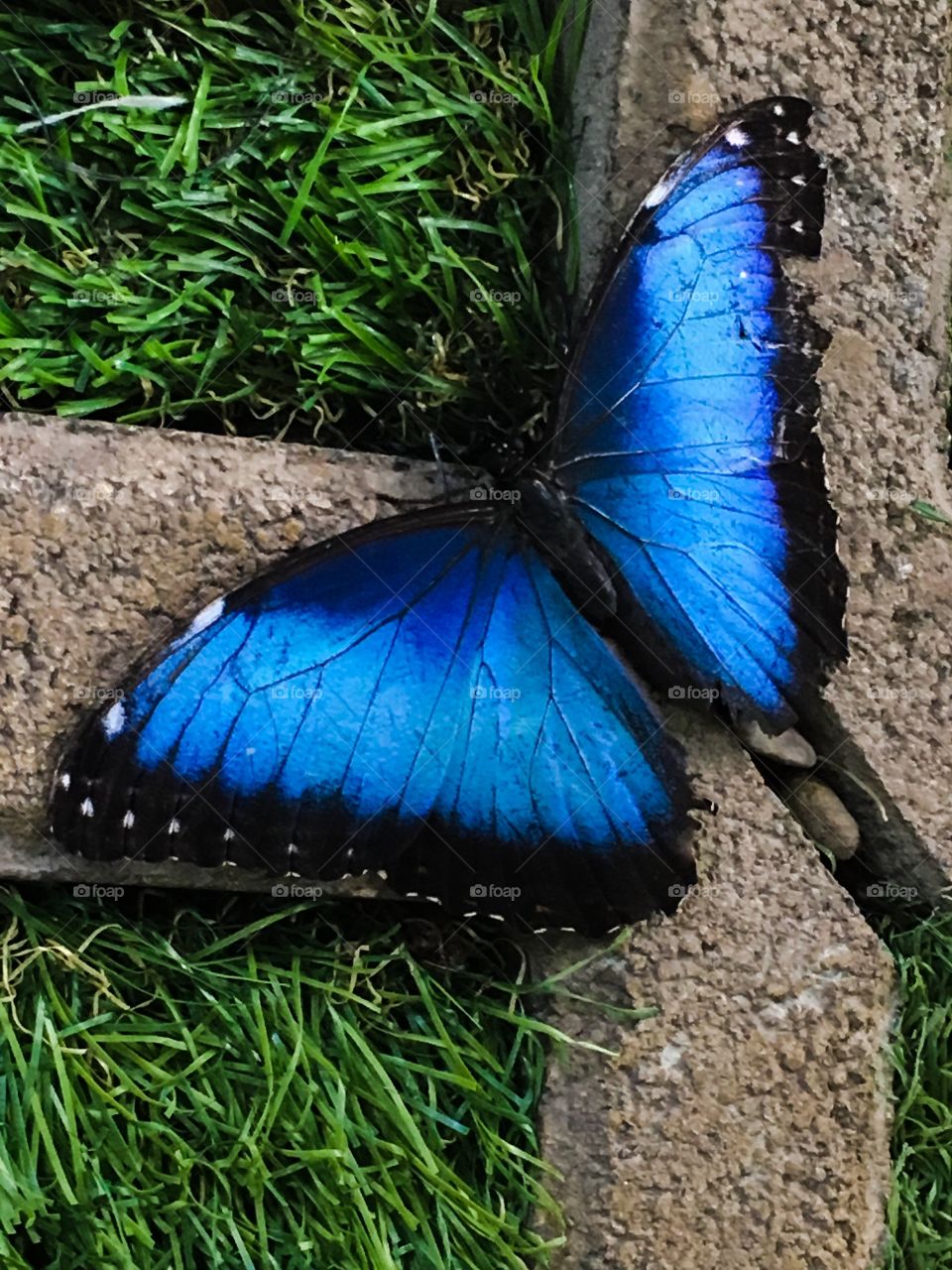 Blue Butterfly