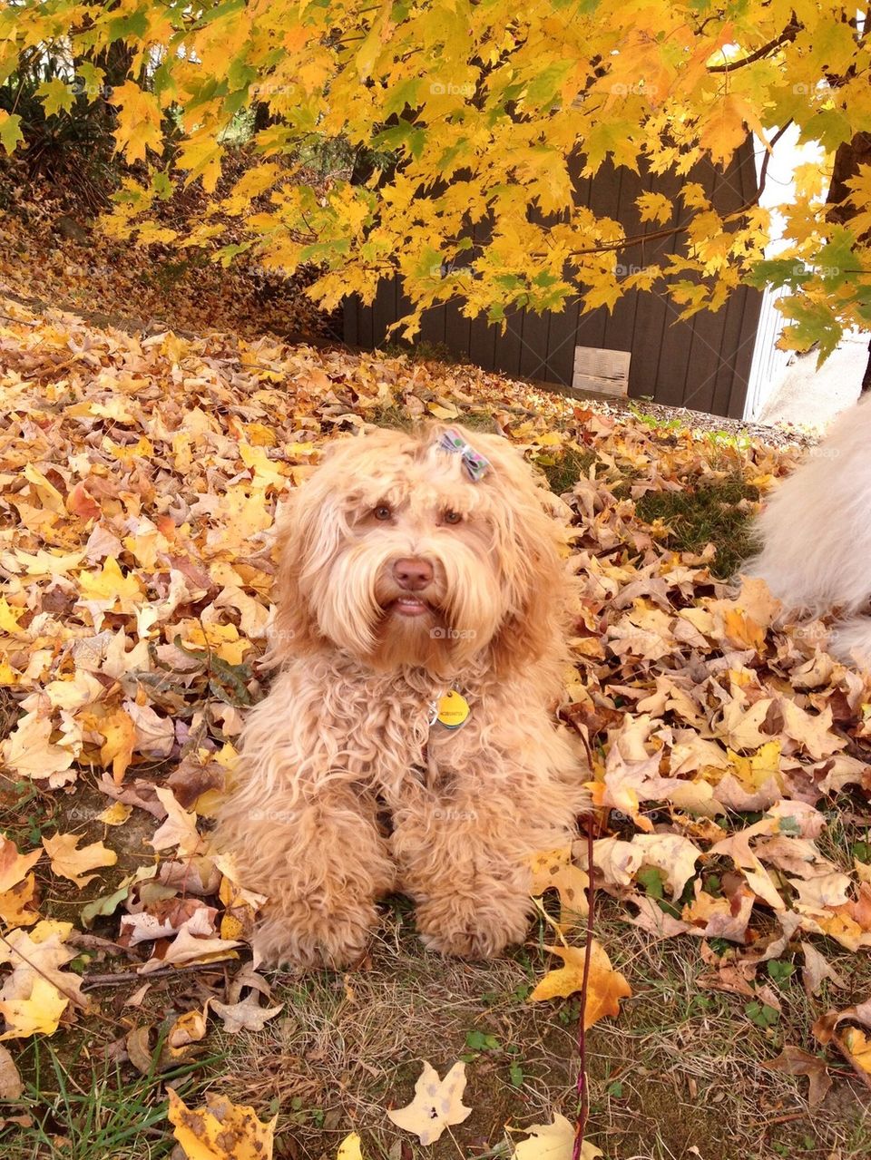 Autumn puppy