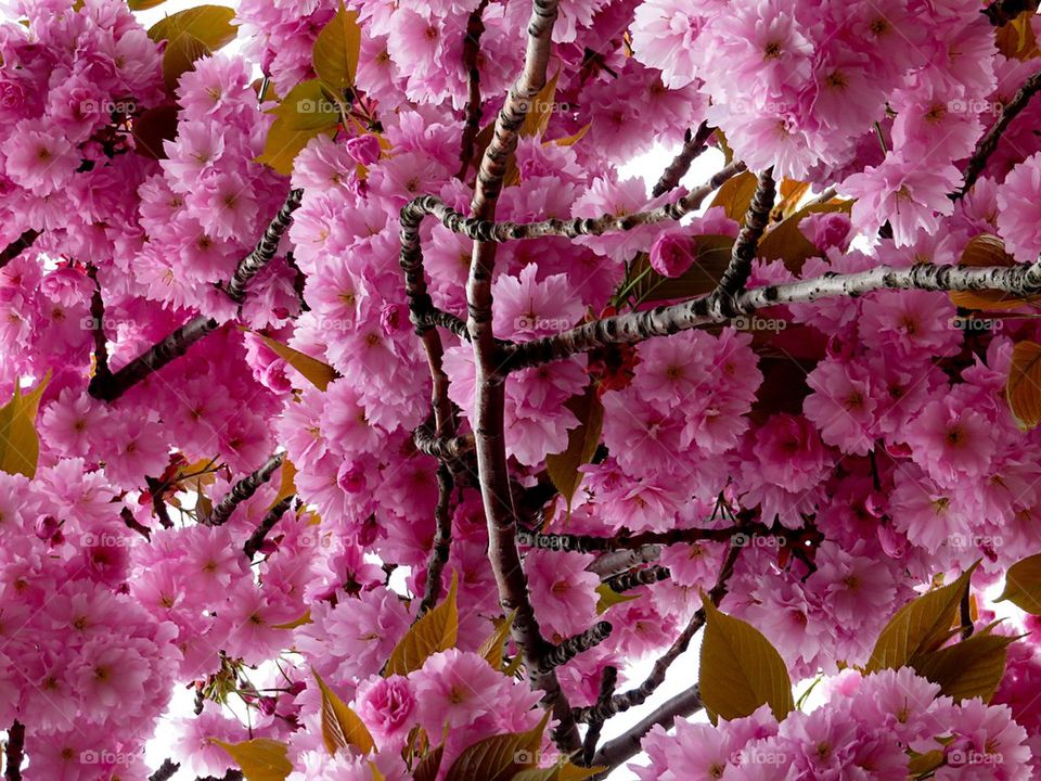 Japanese cherry tree