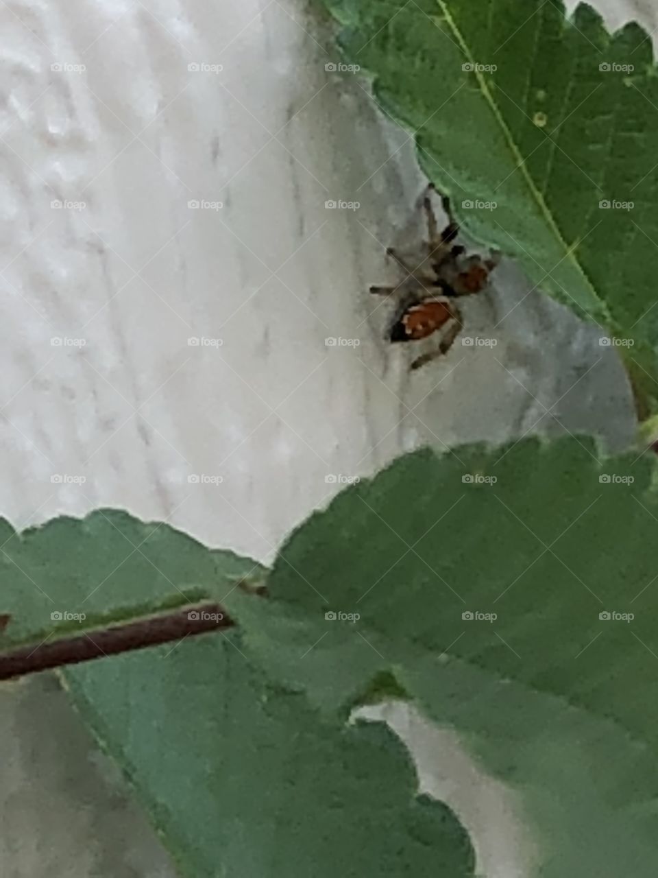 The red spider on the move