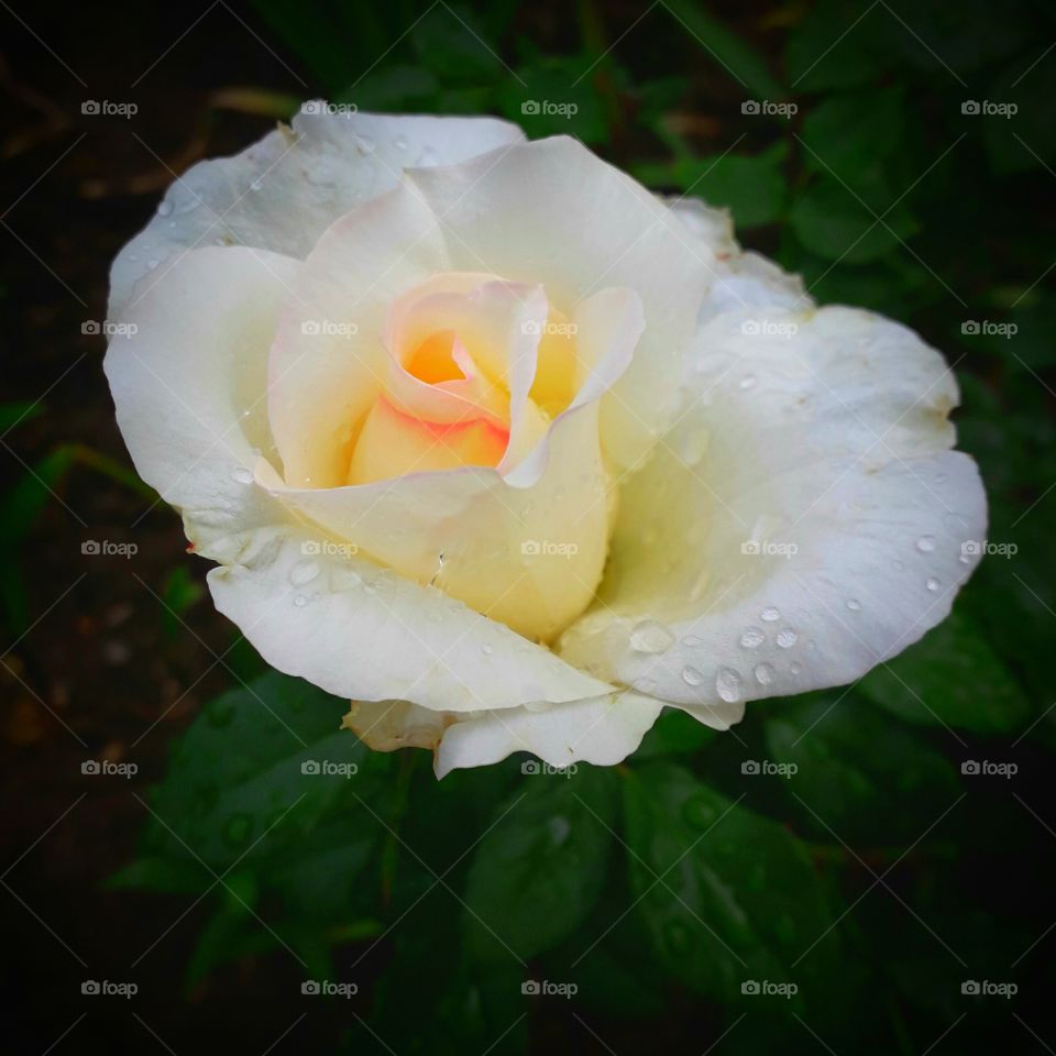 rose flower