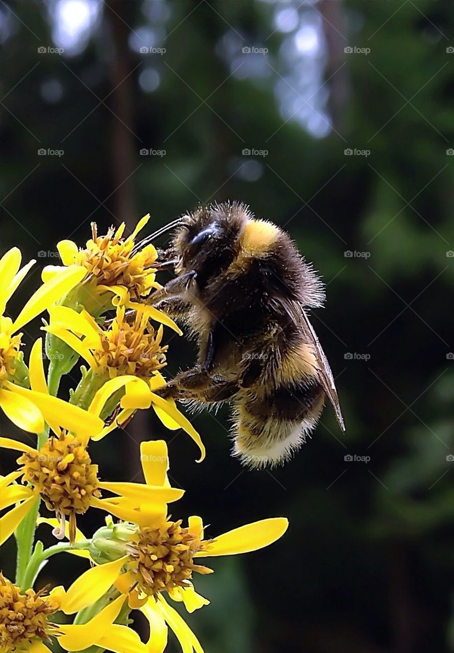 bumblebee...