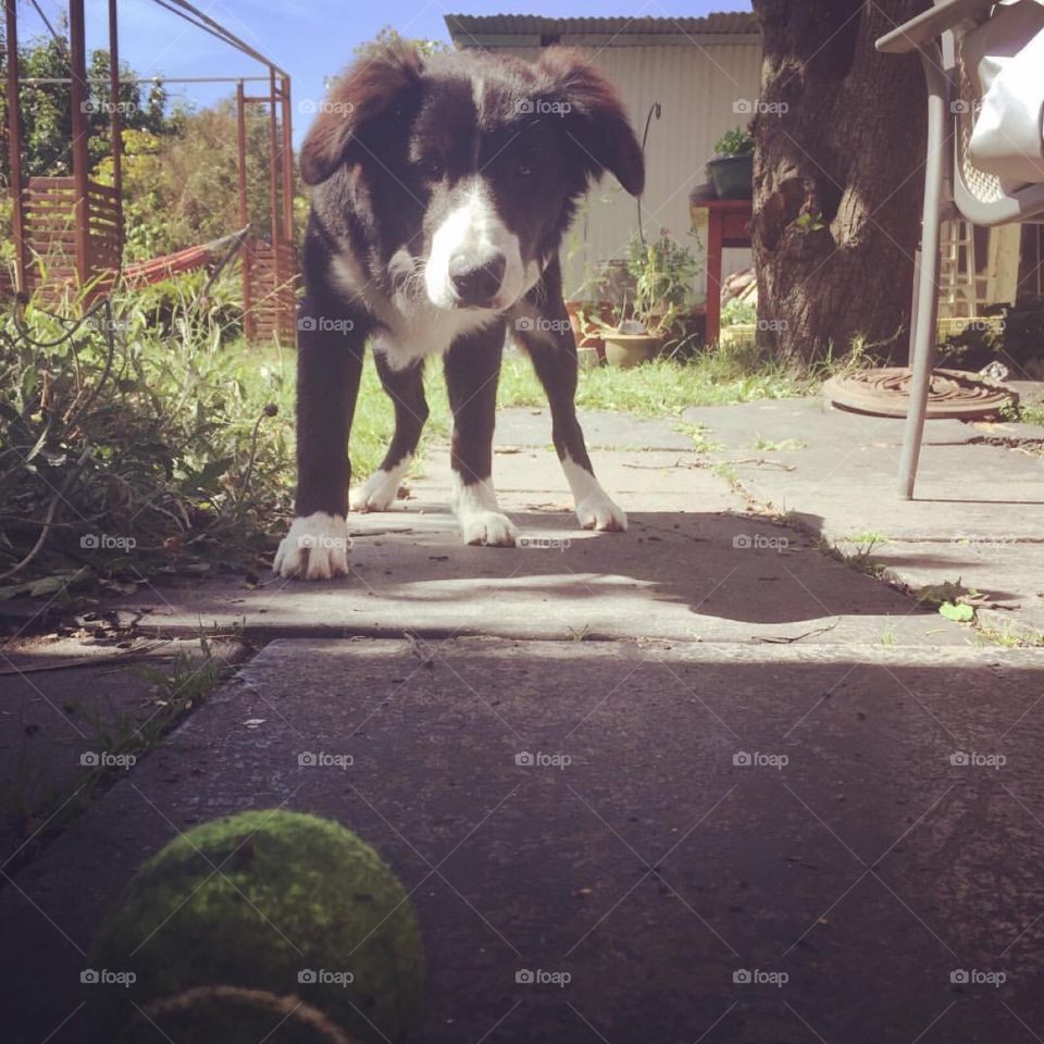 Border collie puppy all eyes for the ball on a Sunday Melbourne day