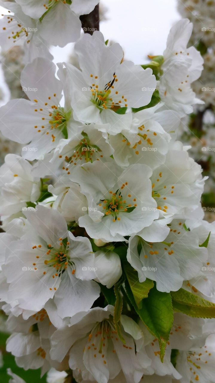 cherry blossoms