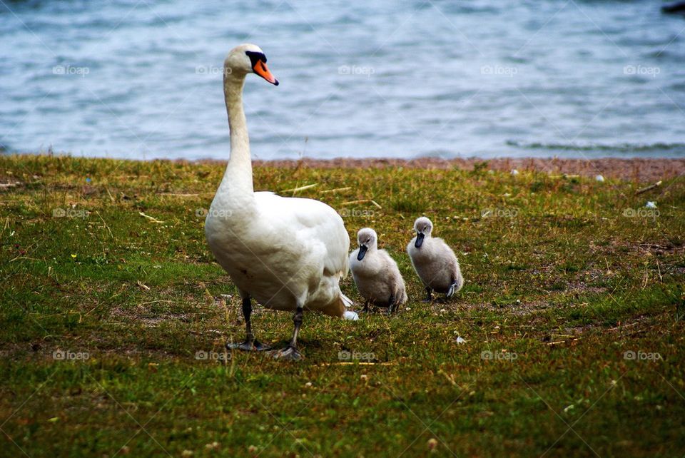 Swans with cygnet on grass