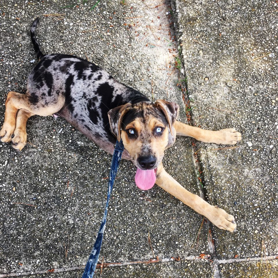 Hawkeye the Catahoula pup smiling for the camera