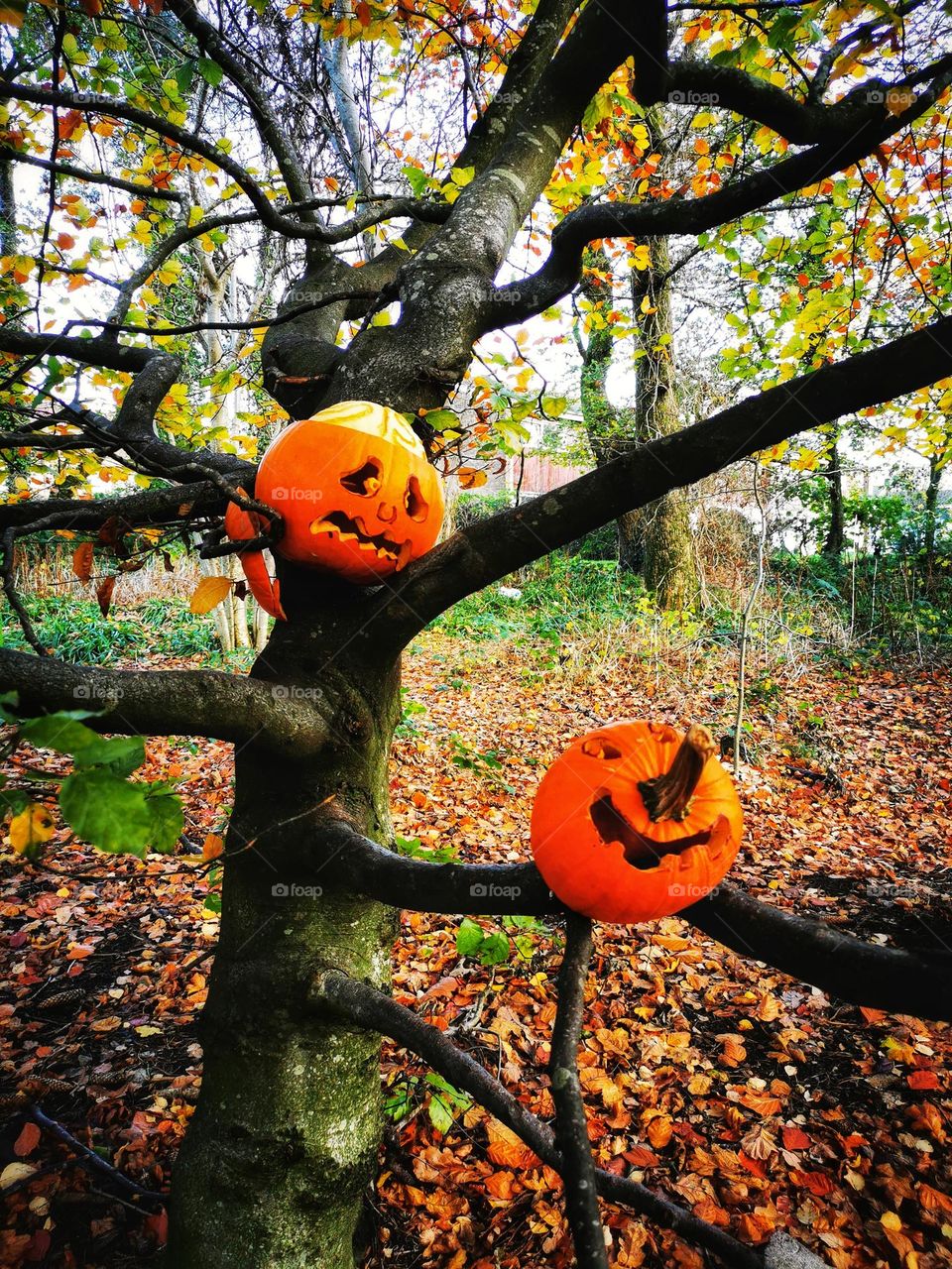 A tree with pumpkins on it
