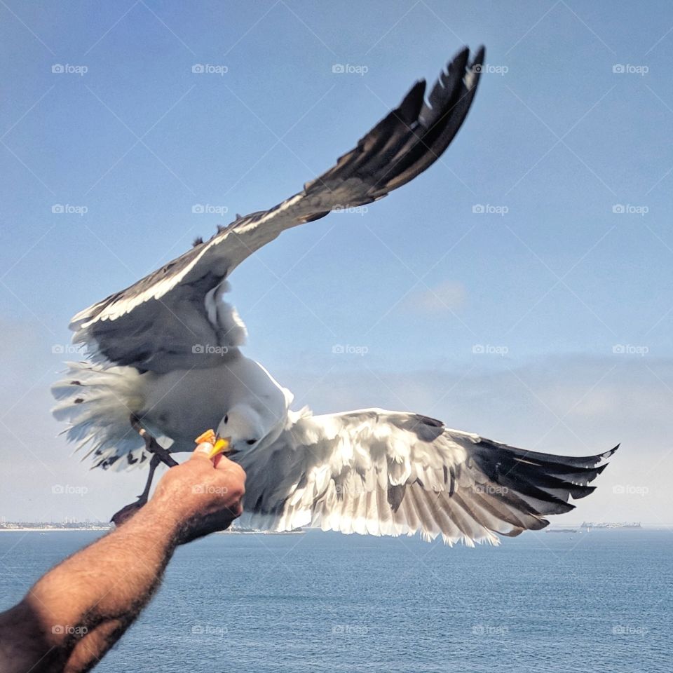 feeding a seagull