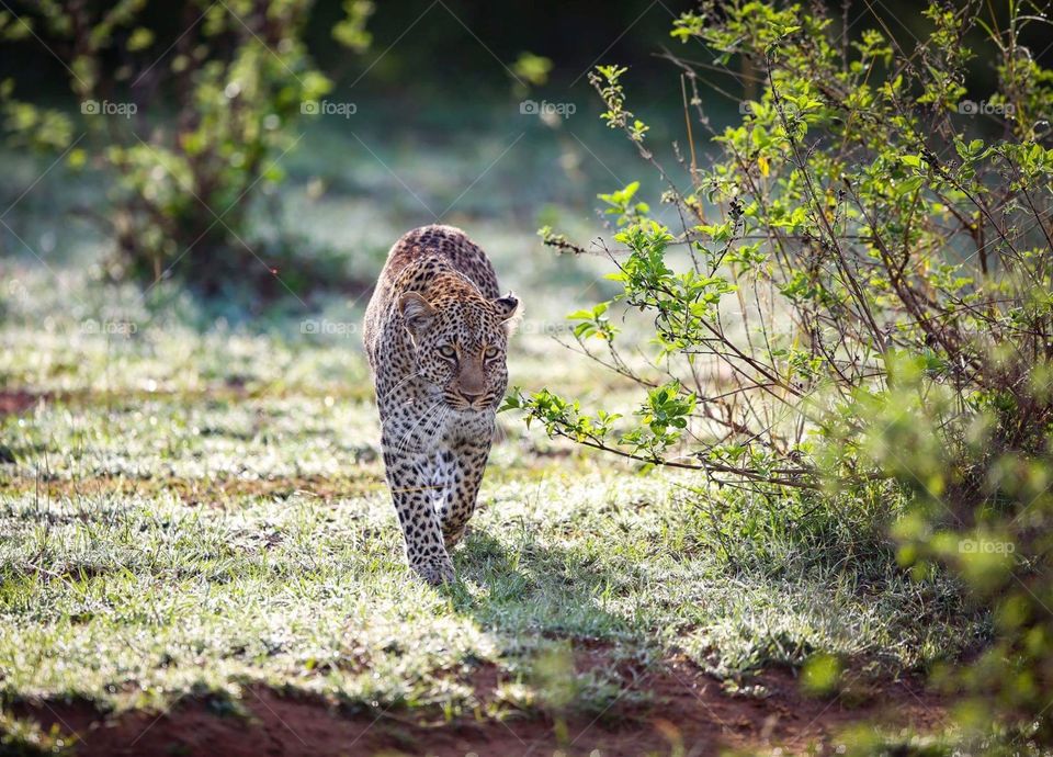 The leopard, leopardess.jungle king
 
