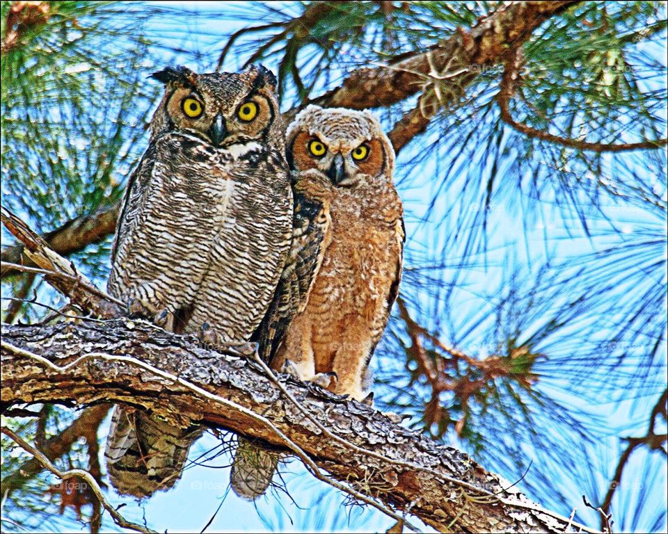 Great Horned Owls.