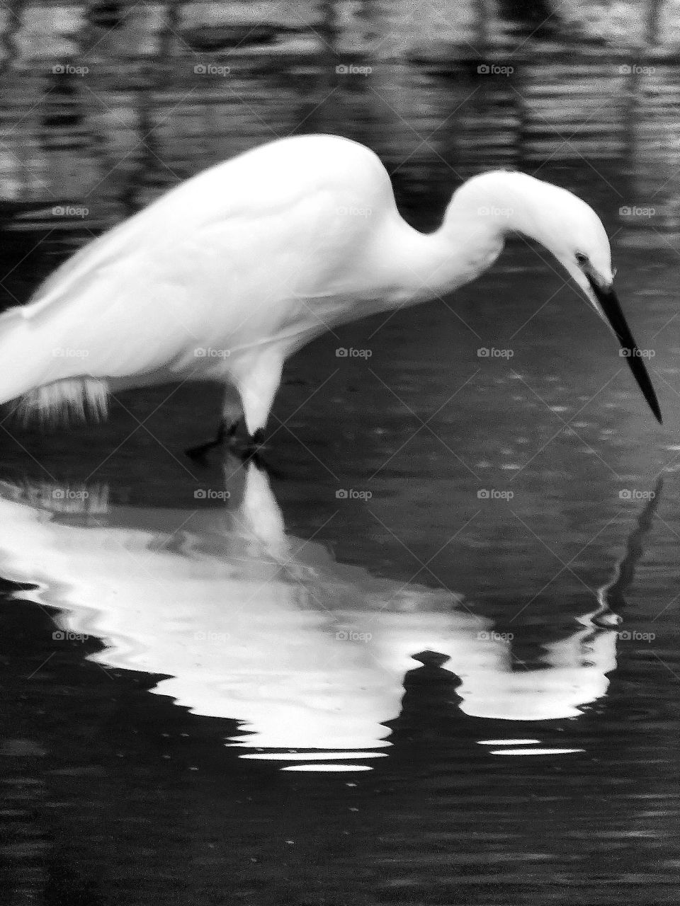 Reflections in the water