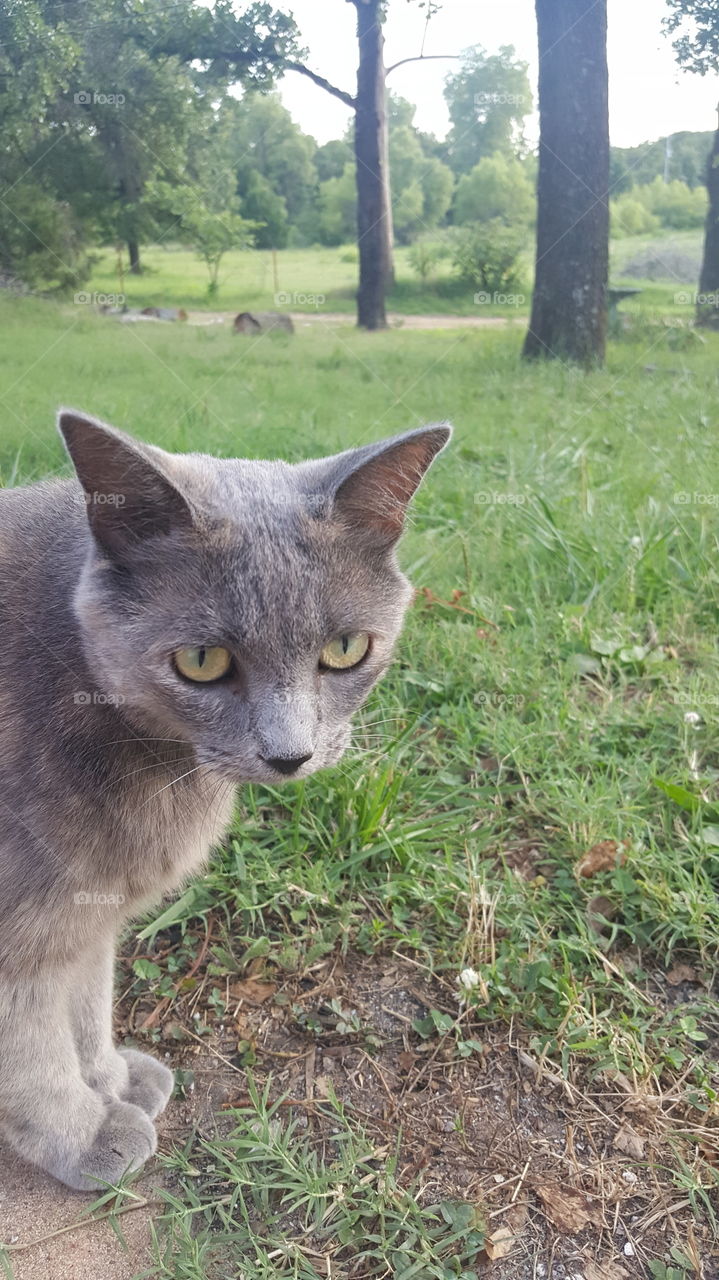cat in the country grass