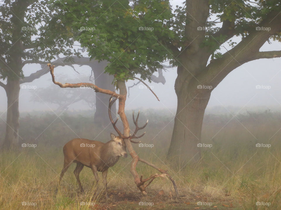 mist wildlife richmond park by Romulus66