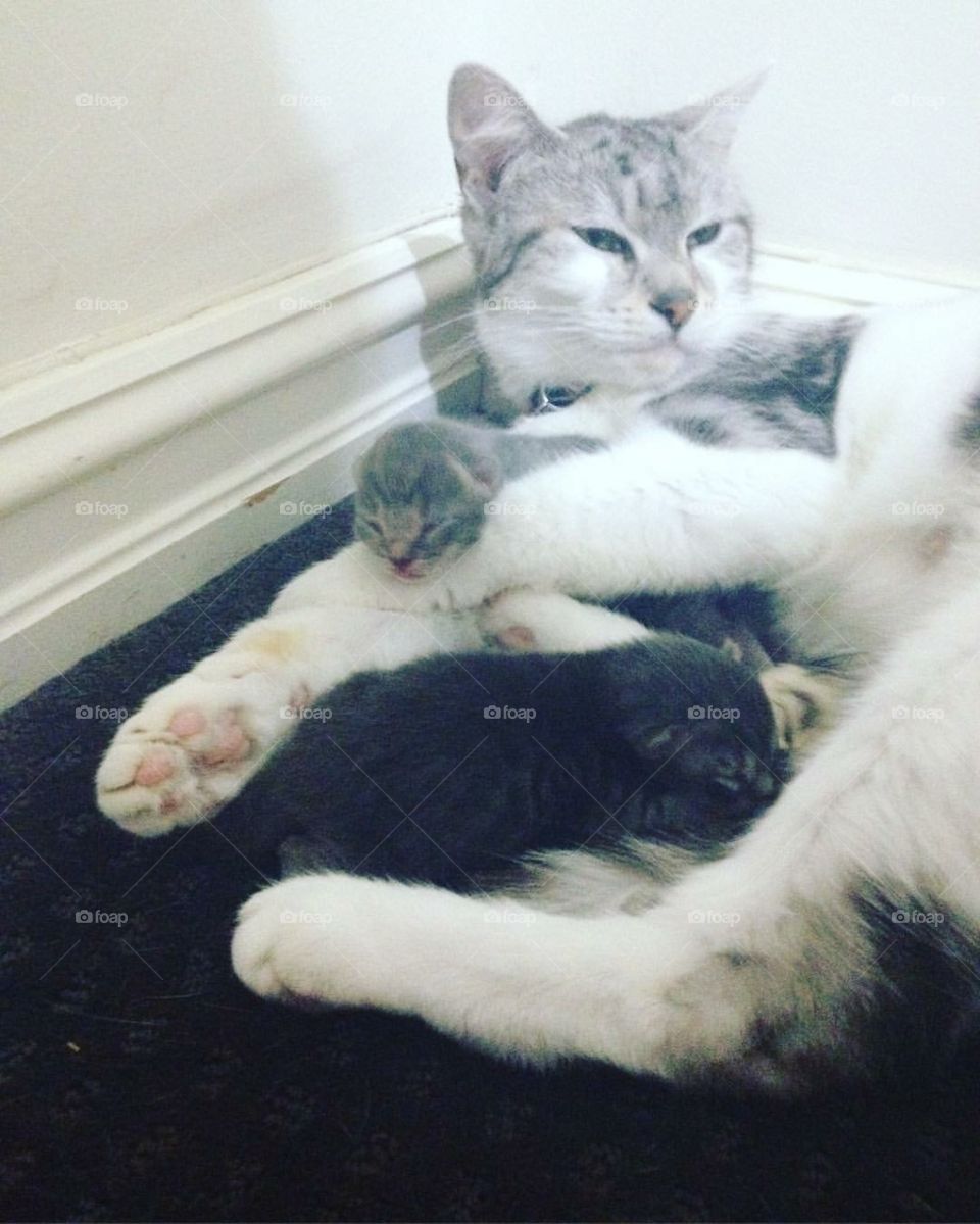 New born Kittens