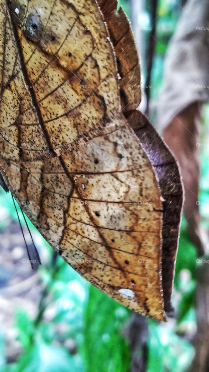 This Butterfly Like Dry Leaves, But Can Show Outward Beauty.