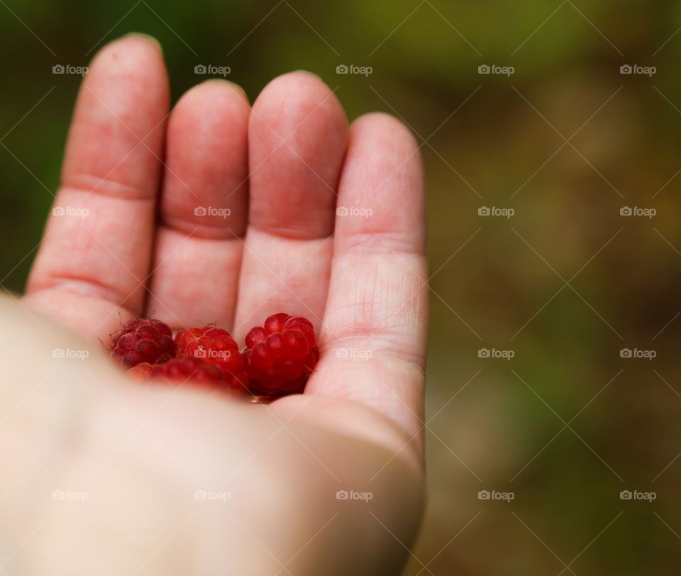 Close-up of hand carrying raspberry