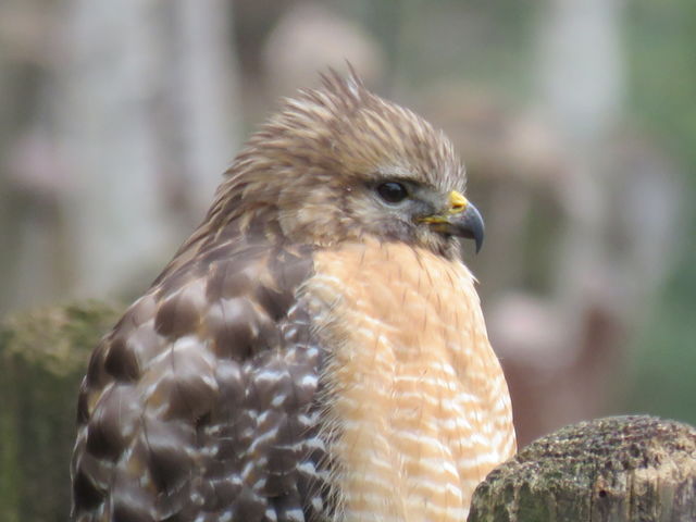 Hawk
