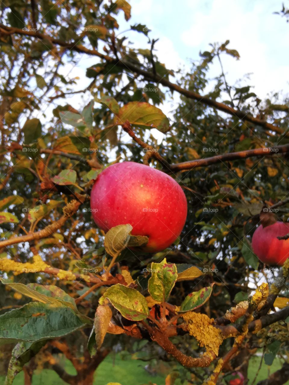 Red apples on the old tree