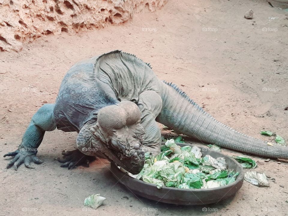 A monitor lizard from the zoo