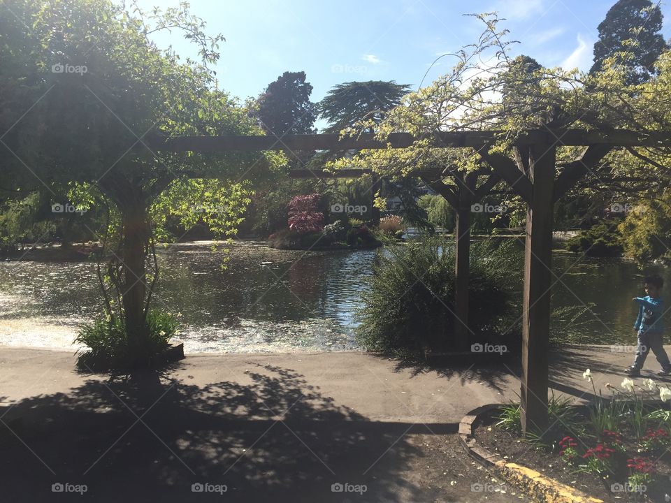 Pond In the park 