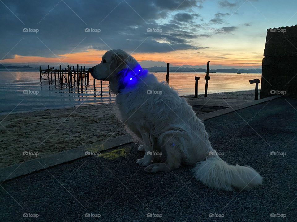 Golden retriever dog beach sunset 