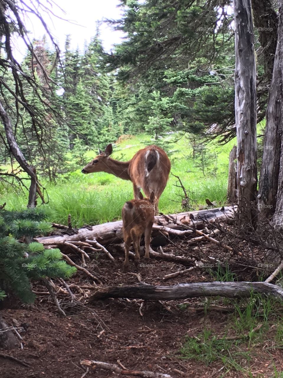 Mama deer leads her baby fawn through the woods

