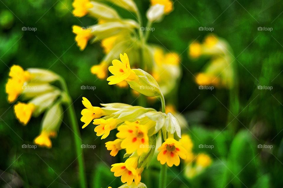 Cowslip. Cowslip