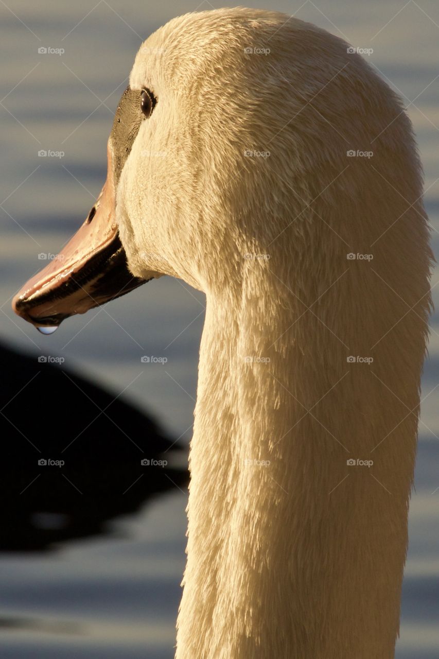 Close-up of swan