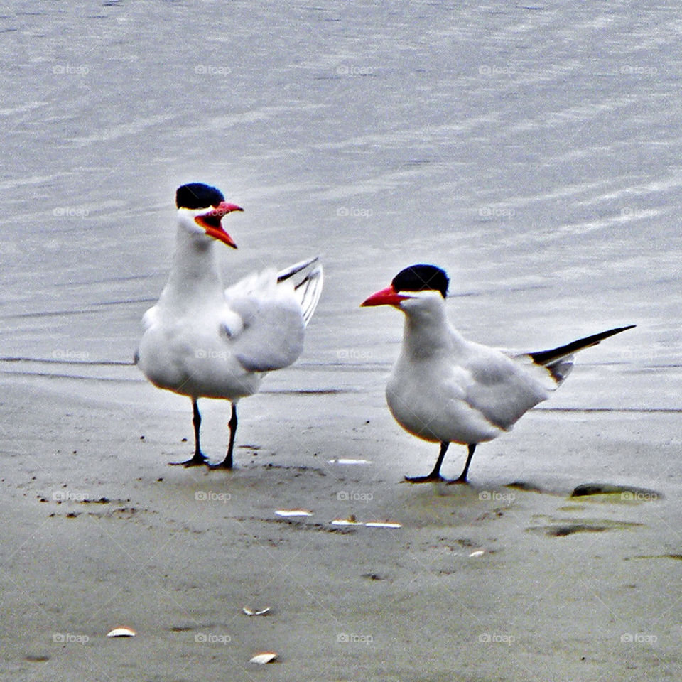 bird couple pair tern by psa