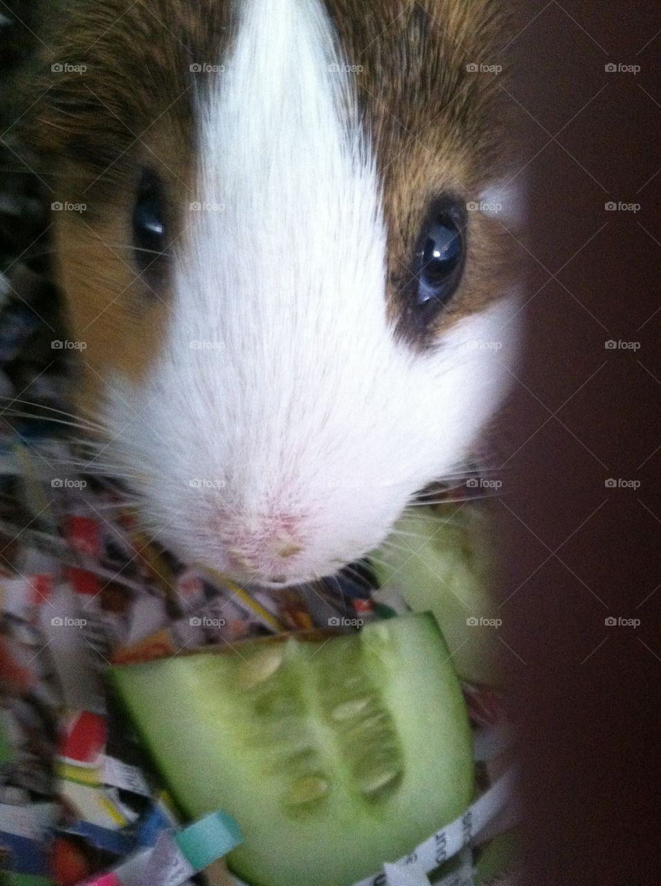 Food, Mammal, No Person, Rodent, One