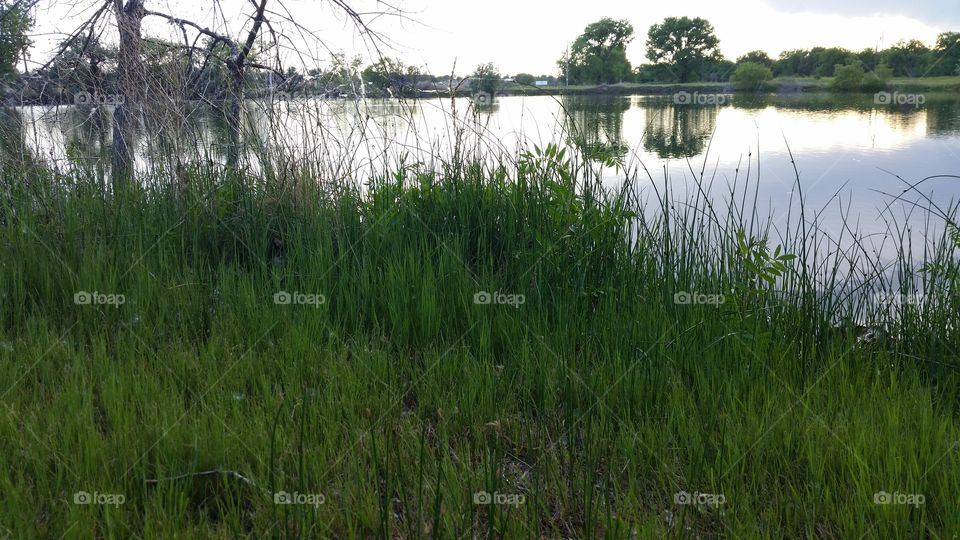 Weeds and Lake
