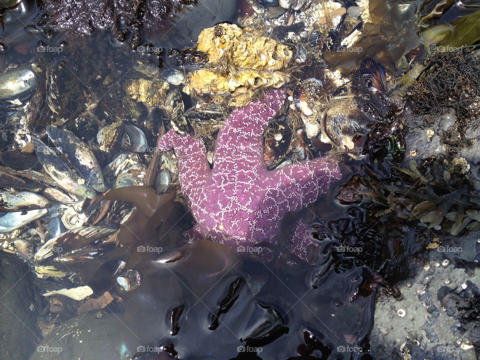 Purple Star. Tide pools in Newport, Oregon.