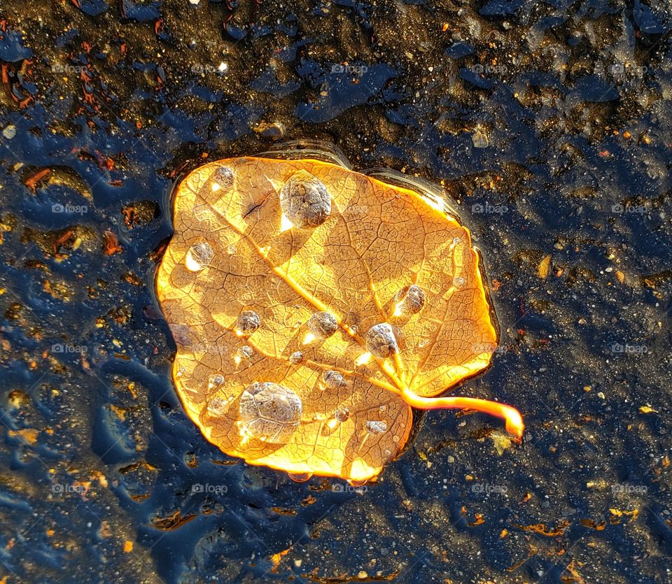 dew on a leaf