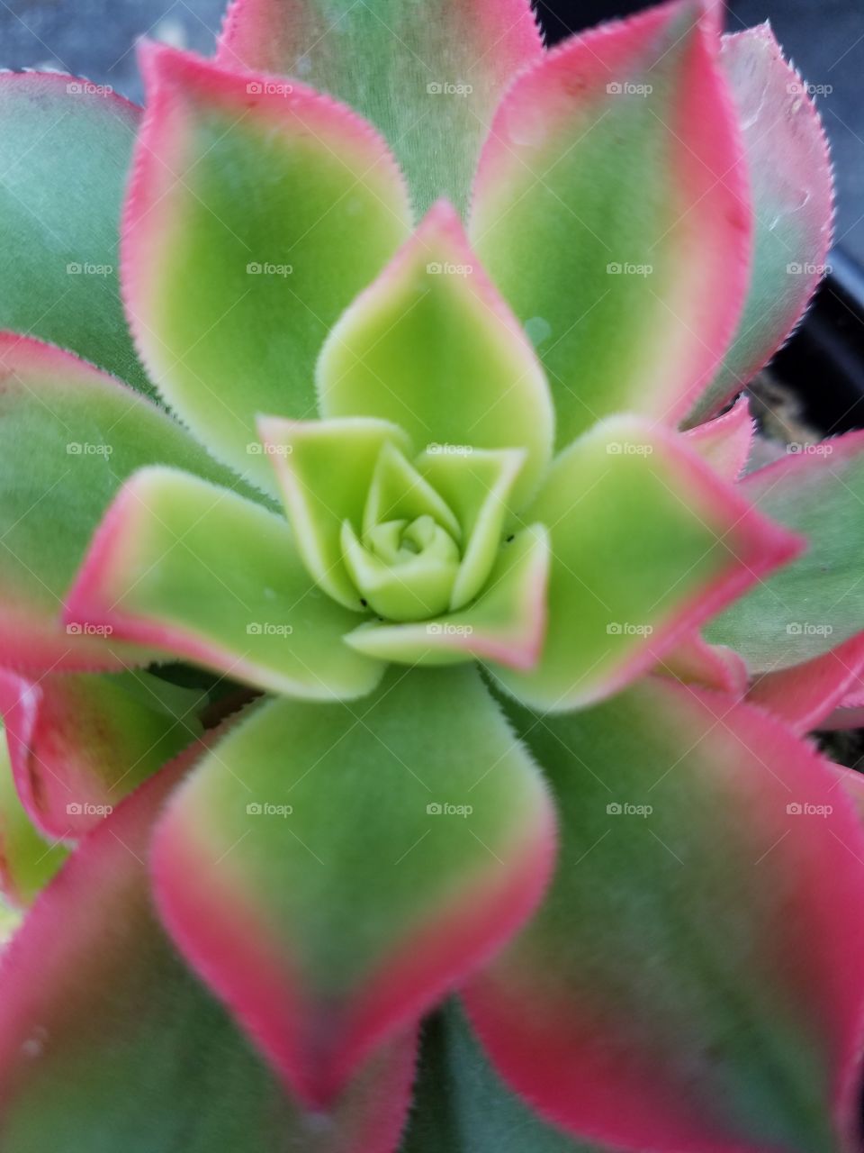 succulent