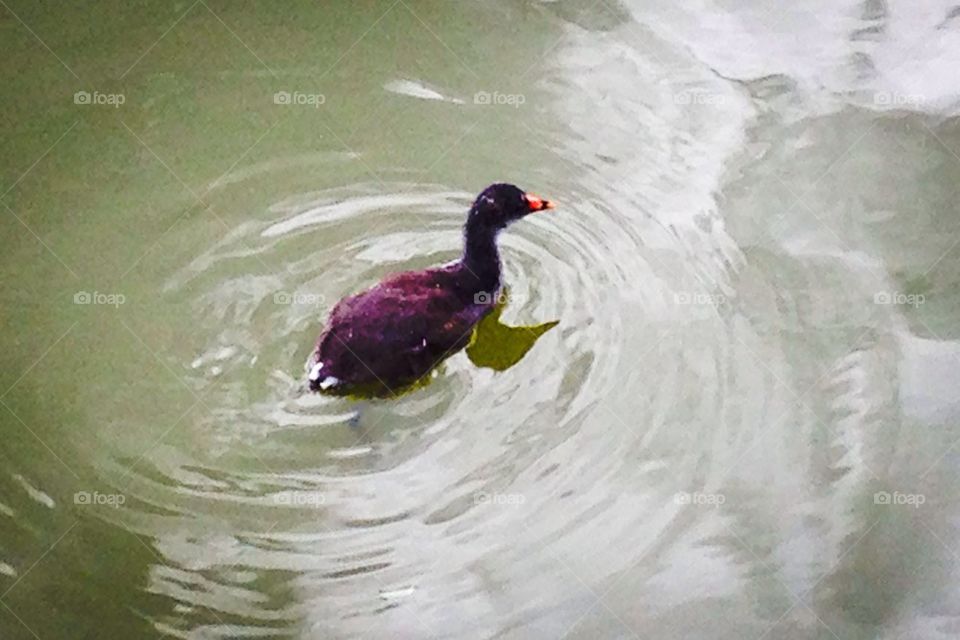 Little duck