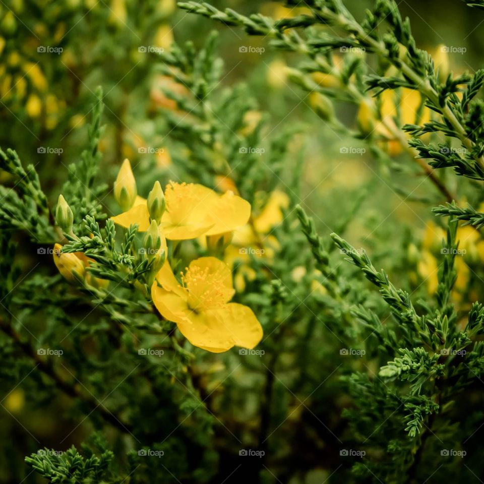 birth of flowers in spring