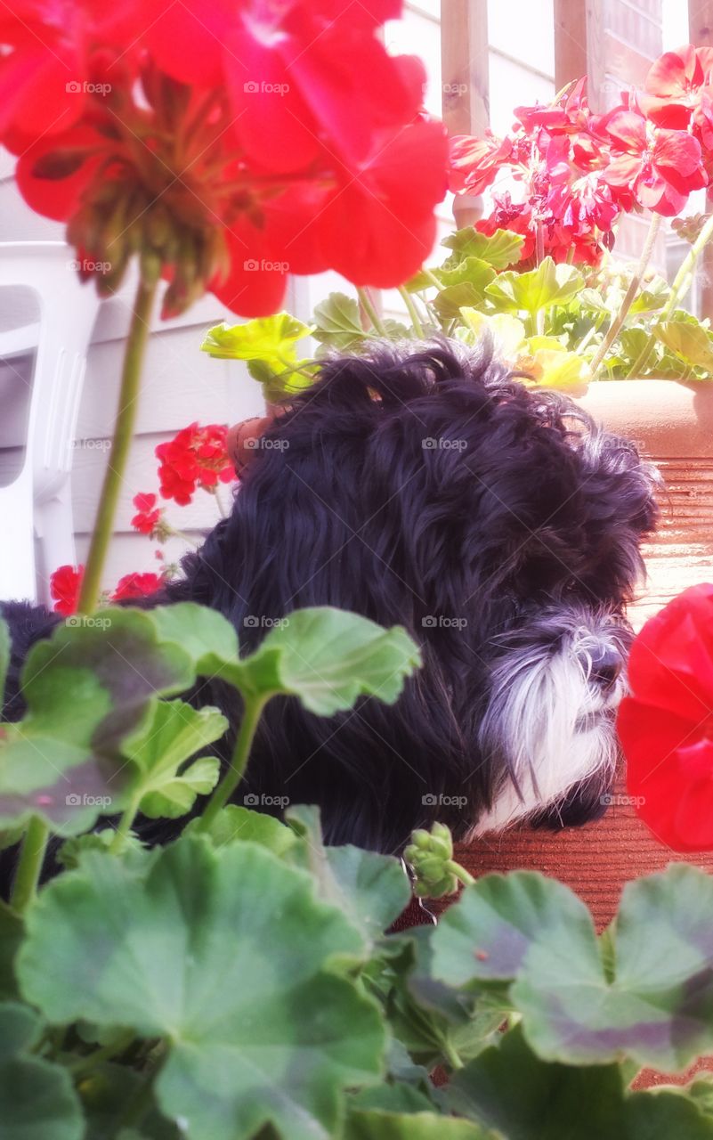 Dog and Flowers. Zanna and Geraniums