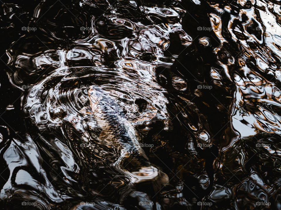 Karp Koi Fish on the top of Brazilian Mountains, making ripples on the water. There's a beautiful Golden Cast in the colors of the photo, plus the textured water makes it very interesting.