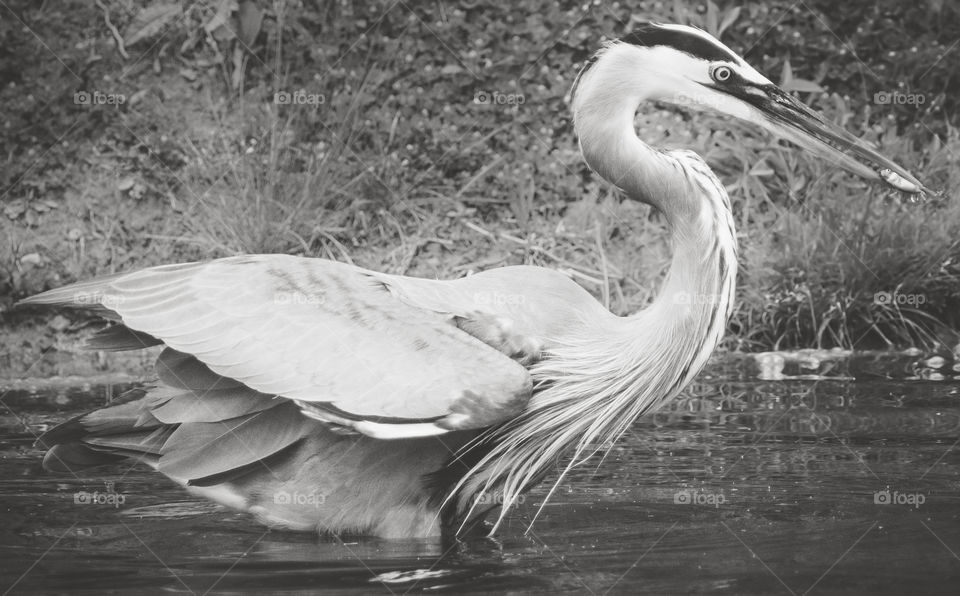 great blue heron