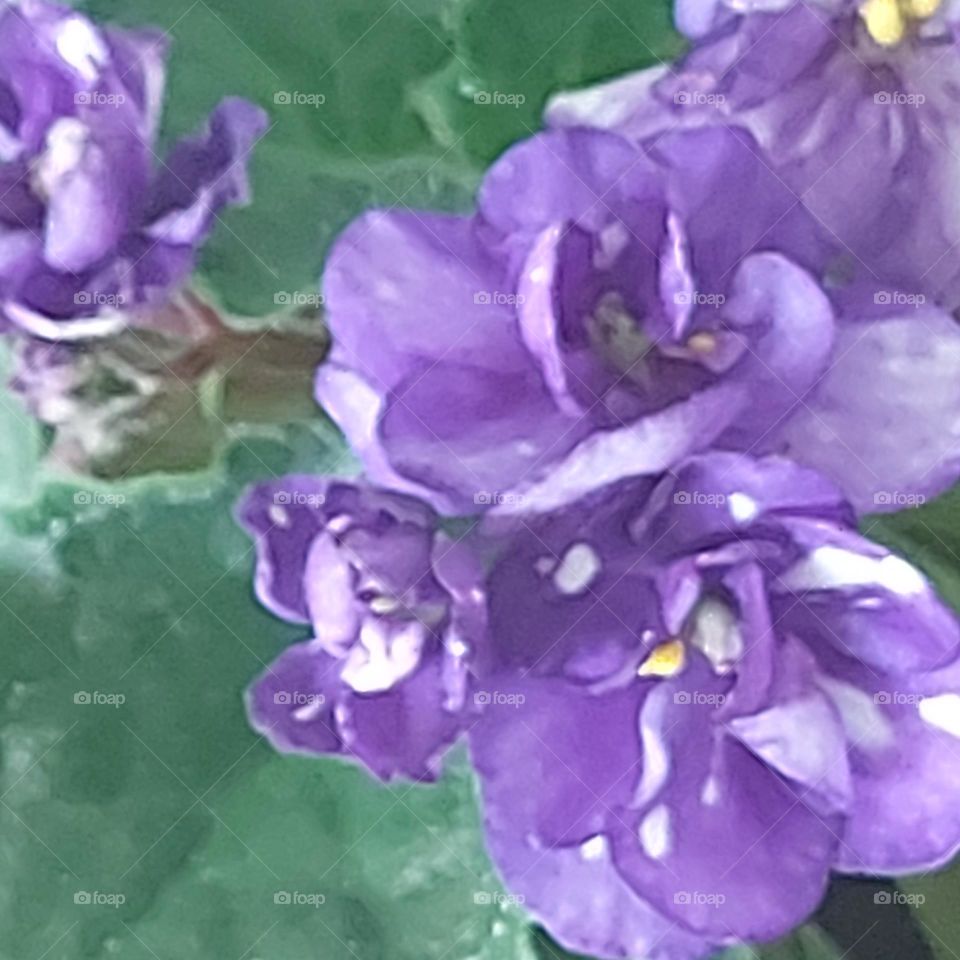 automaticamente violet