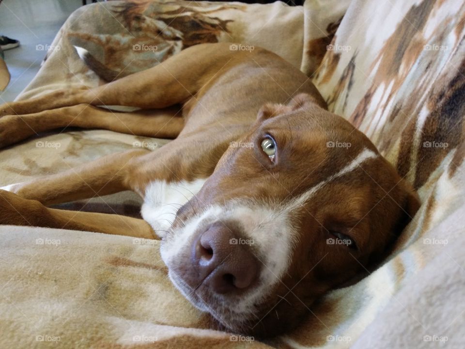 American Staffordshire terrier Catahoula cross puppy dog with green eyes blaze face red nose brindle coat relaxing in her favorite recliner about to go to sleep