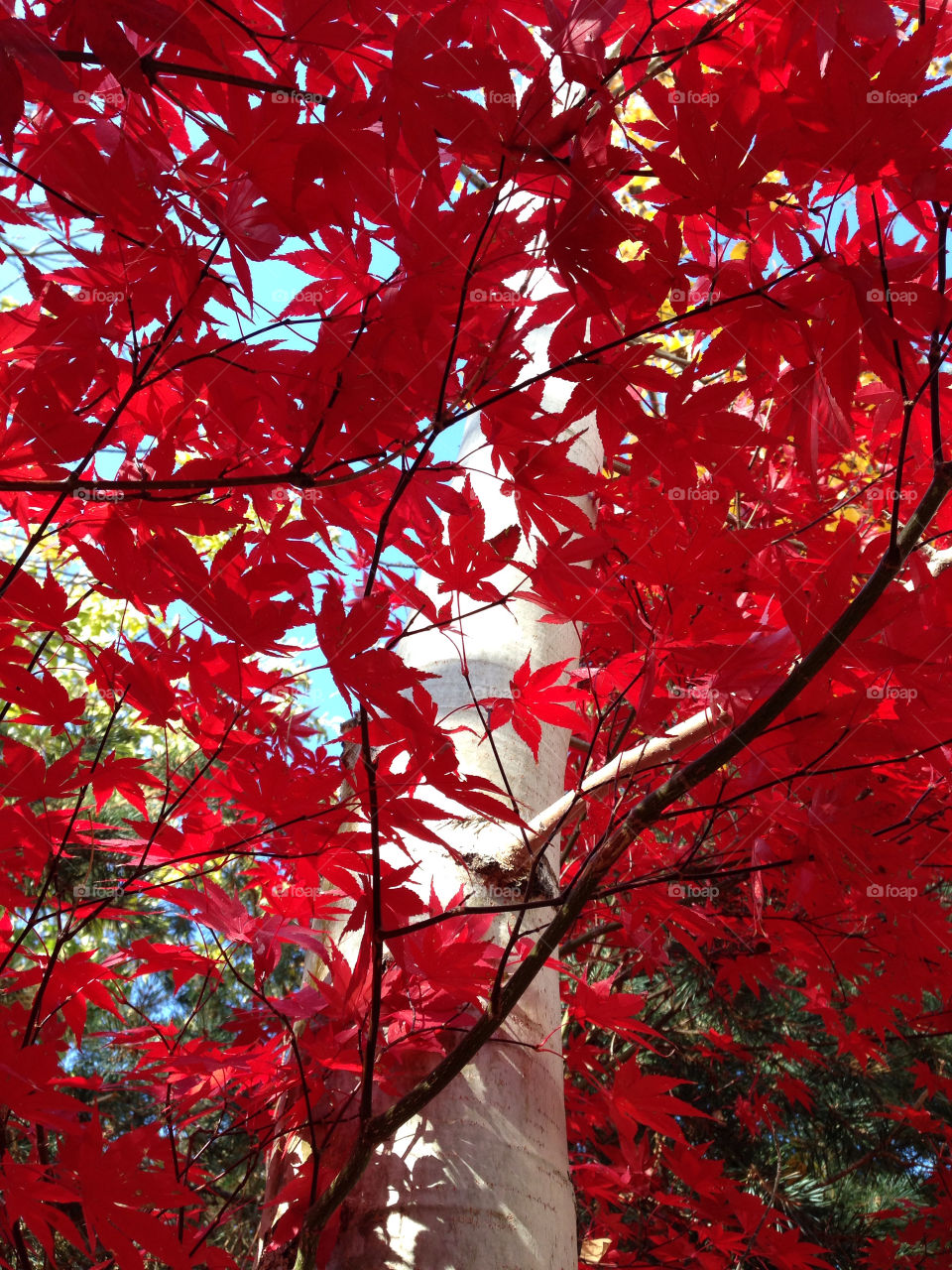 reno red tree fall by melody