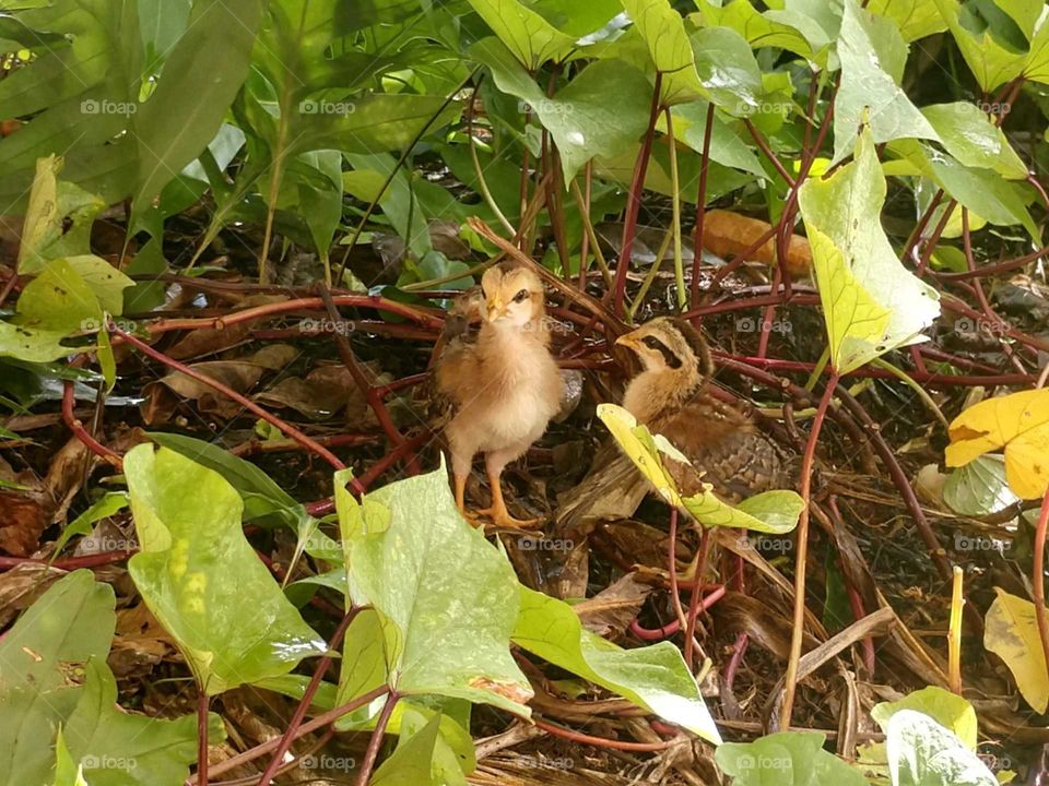 Baby chicks in Kauai