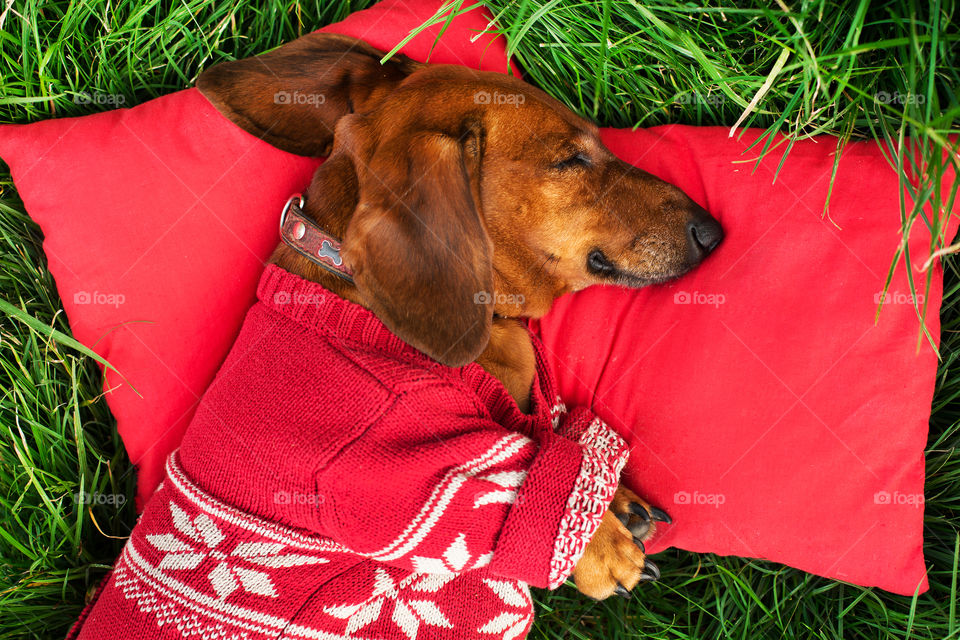Grass, Dog, Cute, Outdoors, Mammal