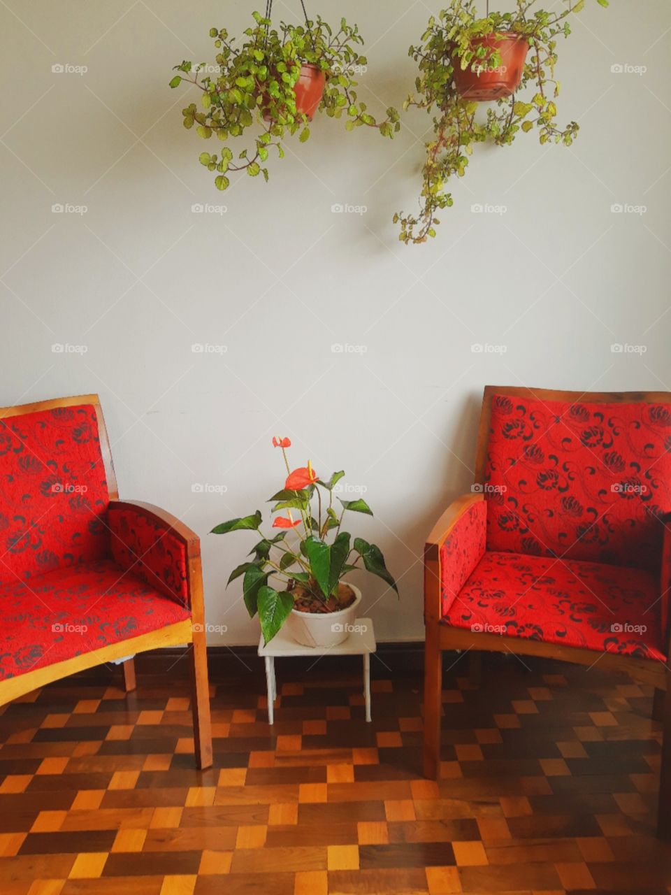 plants at living room