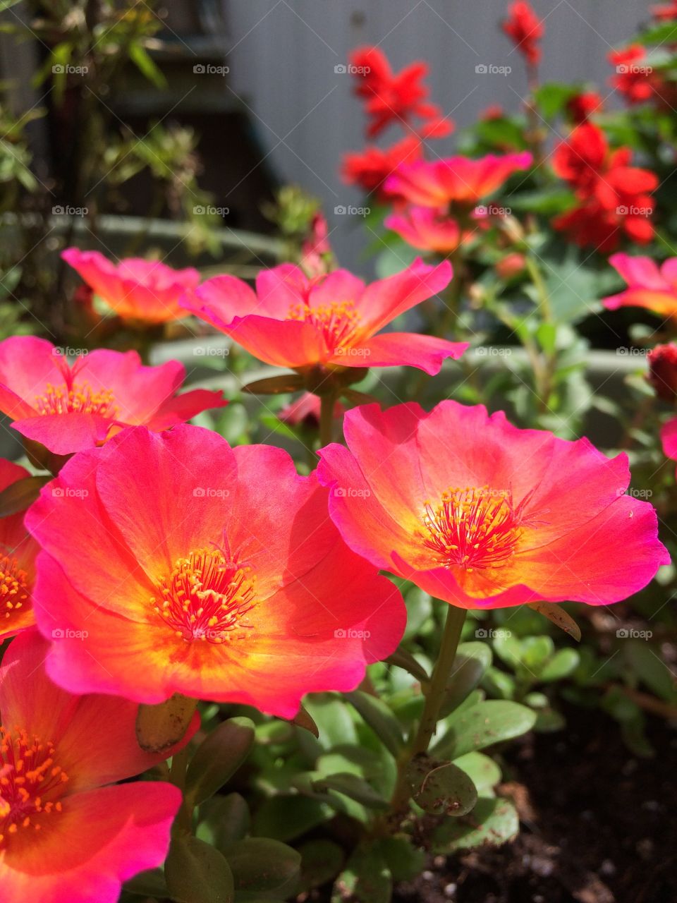 Portulaca 