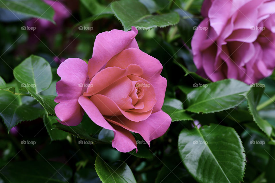 Close-up of pink roses in garden