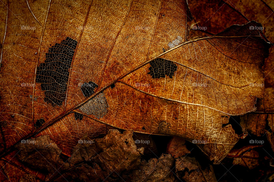 leaf texture