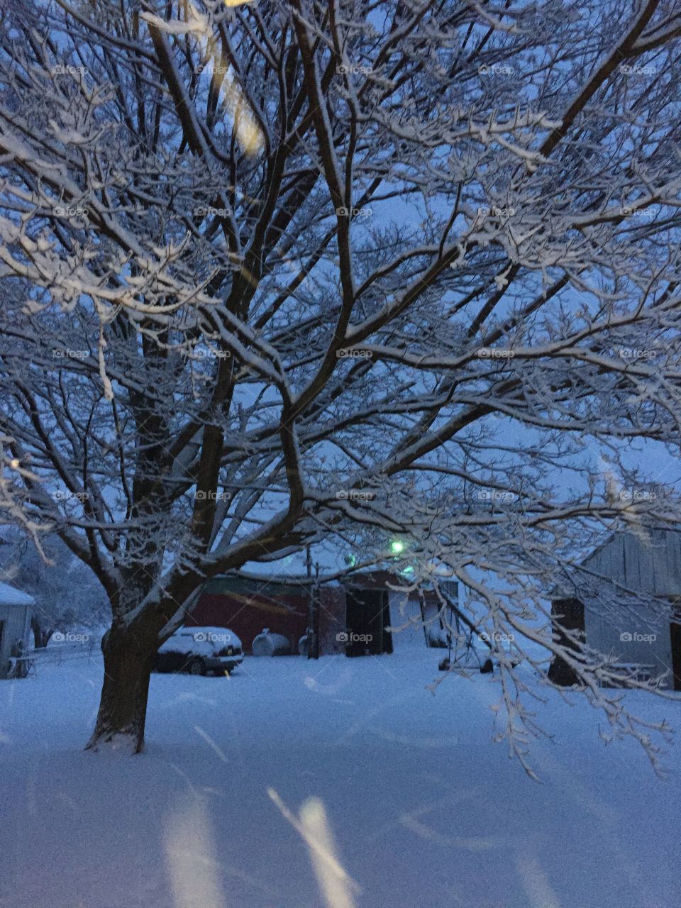 Snowing on the trees