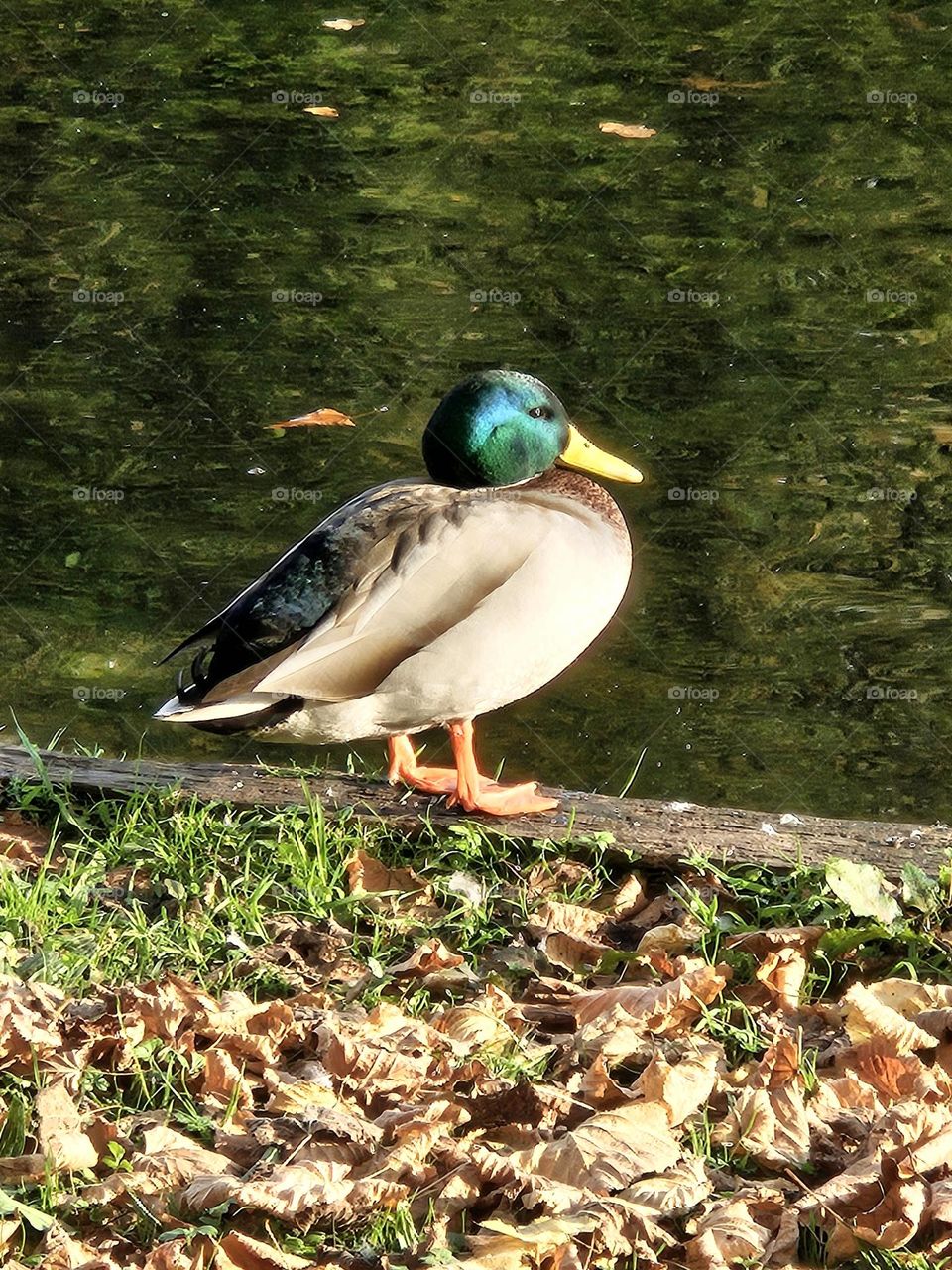 when nature spills its colors